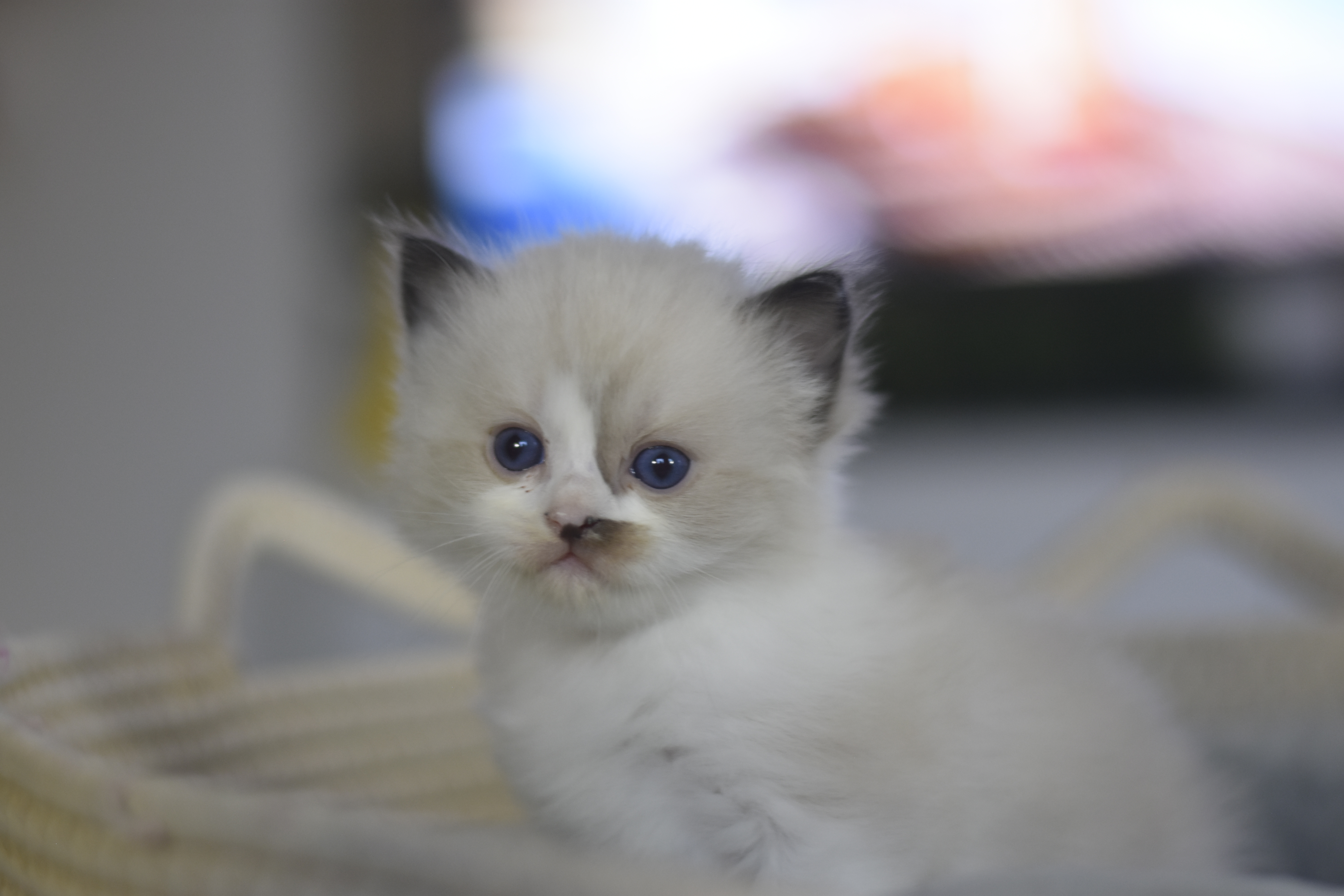 images/AvailableKittens/Szula website.JPG